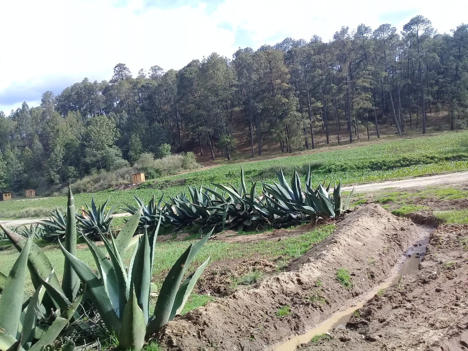 Ladera boscosa de Nanacamilpa, Tlaxcala